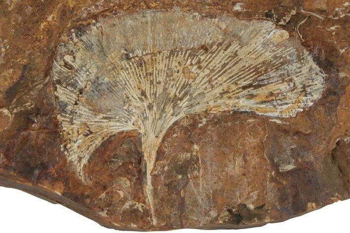Fossil Ginkgo Leaf From North Dakota - Paleocene #188980